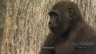 Medium shot gorilla sitting in tree and beating chest MS