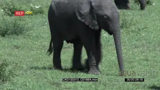 African Elephant calf walking and grazing on Savannah then adult passing by LS PAN MS HAND