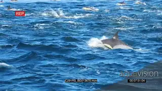 A school of common dolphins porpoising TOPSIDE TRACKING SHOT LWS