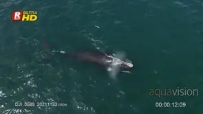 Young Southern right whale swimming below the mother, breathing and V- shaped blowing