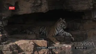Tiger resting on a cliff face rubbing MWS