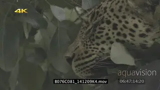 Leopard sleeping on a tree CU