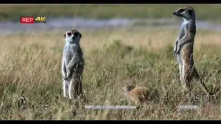 Meerkats stands guard while a juvenile hops over the long grass and has a look about