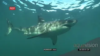 Great White Shark gently cruising around underwater in ocean then swimming passing by the.