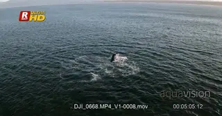 Southern Right Whales spyhoping, falling back (breaching) and lobtailing.