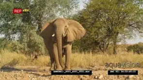 Desert Elephants with calf general behaviour under tree shade Whip pan to female elephant.