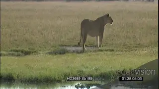 African lioness walking away from waterhole scouting around