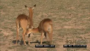 Baby Puku antelope calf sucking from its mother MS