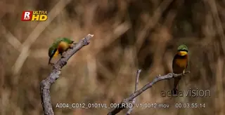 Two Little bee-eater perched on a tree branch, feeding on bees, looking around and…