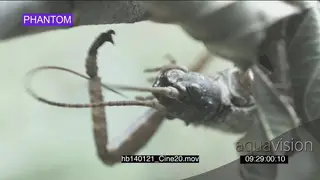Thorny devil stick insect eating playing with antenna