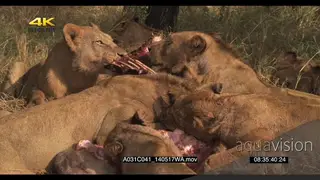 A pride of lions feeding on a Giraffe carcass FF GOOD LIGHT