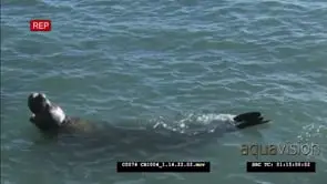 Elephant seal bull swimming in shallow water of ocean near beach