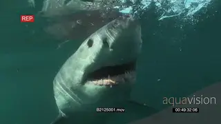 Great white shark gently swimming up to a bait then tries to bite it and fails underwater.