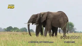 Two African Elephant standing and lets their scent out to attract each other by rubbing.