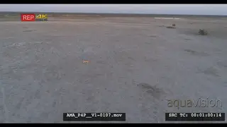 Aerial Drone shot of lioness walking in distance