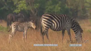 A Zebra walking with a baby zebra and grazing around a herd of blue wildebeests PROFILE.