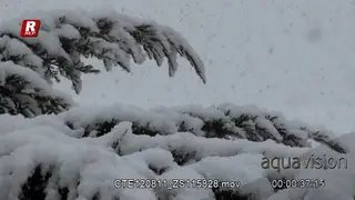 Tree covered in Blizzard snow.