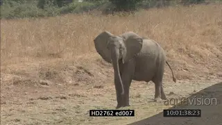 Young Elephant alert and running in bushveld and looking at camera LS PAN