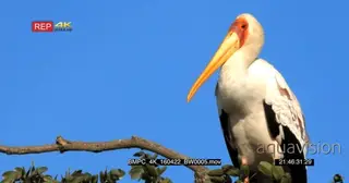 White stork sitting on the tree looking into the camera CU