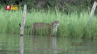 Jaguar walking on the river bank and crawls under a fence
