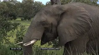 African Elephant Bull Walking across the camera while Grazing GENERAL BEHAVIOUR
