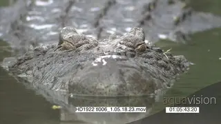 Nile Crocodile half-submerged in water facing camera
