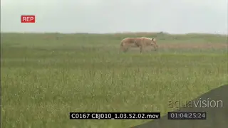 Adult wolf standing and puppies running around playing HAND SHAKY GREEN