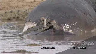 Nile Crocodiles resting on riverbank others feeding on dead hippo carcass in water as.