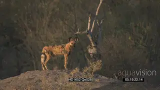 African Wild Dogs hunt stalk chase Impala herd