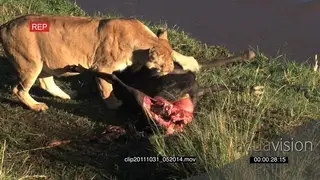 African Lioness standing near a kill on riverbank looking around and dragging it away HA.