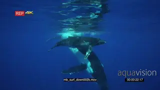 Humpback whale mother and young calf at surface dive down into deep blue UW SOCIAL…