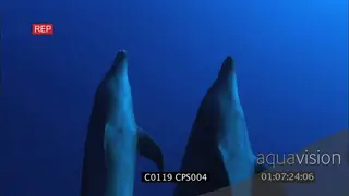 A pair of Bottlenose dolphins swimming UW
