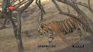 Bengal Tiger hunting SCENIC PROFILE GOOD LIGHT AmCam