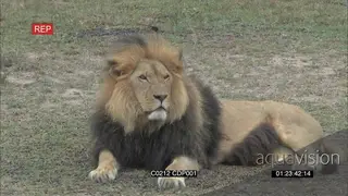 African Lion Pride Sitting resting walking and playing with cubs