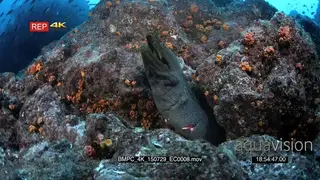 An injured giant moray eel with an open wound on its body