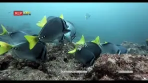 MS of razor surgeonfish