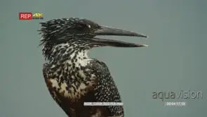 Close up shot of giant kingfisher perched on a branch looking around