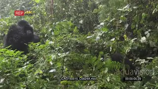 Mountain Gorilla sitting in forest with baby moving around MWS HAND