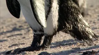 MCU of African Penguin Black webbed feet and and flipper.