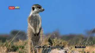 TU Meerkat standing and looking around MS