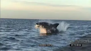 Great White Shark breach water and take seal bait WS AW