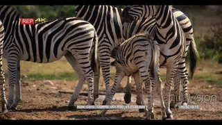 Zebra herd with a foal suckling from mother