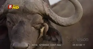Red-billed oxpecker feeding on Cape buffalo's ticks living on its skin.