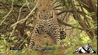 Royalty Free ; Leopards mating