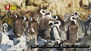 Group of African Penguins gathered on a sunny morning, looking around and resting.