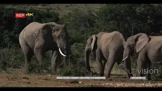 Elephant disturbing other elephant Defecating