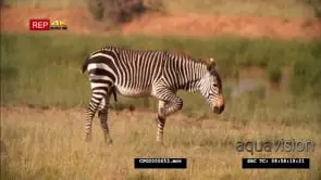 Cape Mount Zebra Grazing MWS