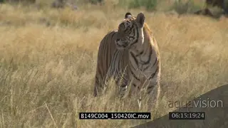 Bengal Tiger patrolling and scouting around in dry tall savannah grassland WS PAN