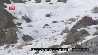 Gray Wolf walking on snowy prairie WS