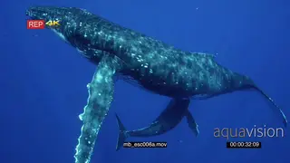 Humpback whale mother with young calf surfacing and swimming UW SOCIAL BEHAVIOUR